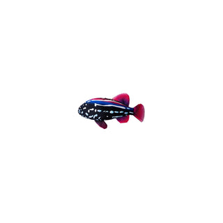 Scoochie Pet Products Pet Toy, 18 Inch, Grouper Fish