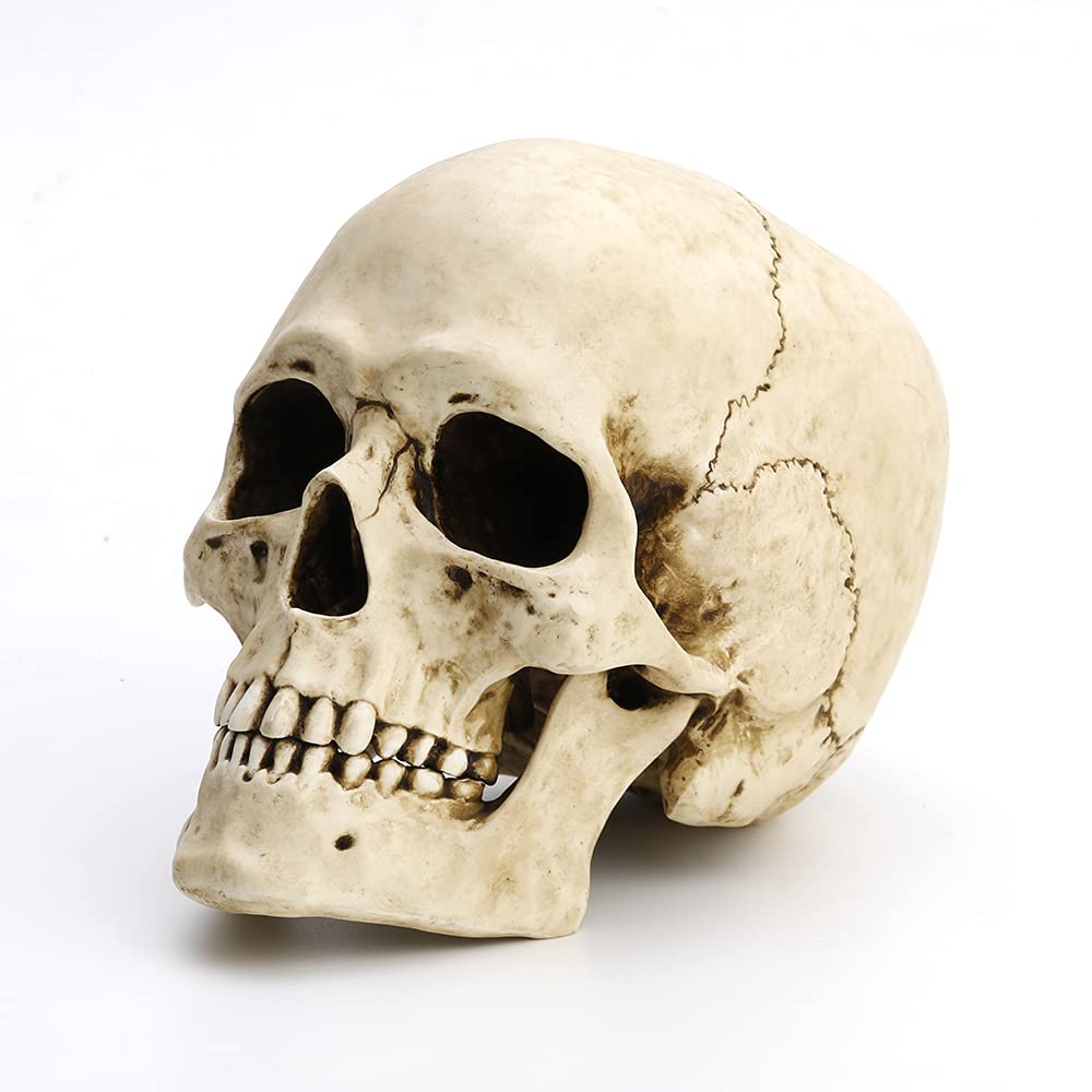 Unicorn Studio Veronese Design 6 1/4" Tall Human Skull with Motion Jaw Realistic Resin Sculpture