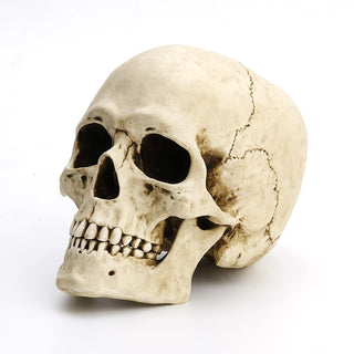 Unicorn Studio Veronese Design 6 1/4" Tall Human Skull with Motion Jaw Realistic Resin Sculpture