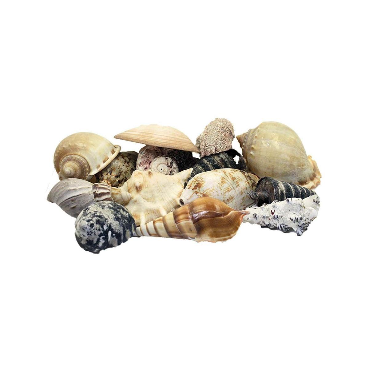 U.S. Shell Inc. Home, Multicolor