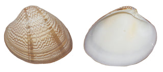 U.S. Shell Inc. Chocolate Candy, 3.5 to 3.75 inches