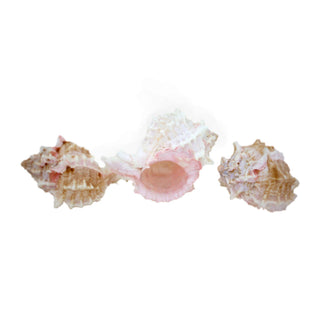 U.S. Shell Inc. Home, Pink