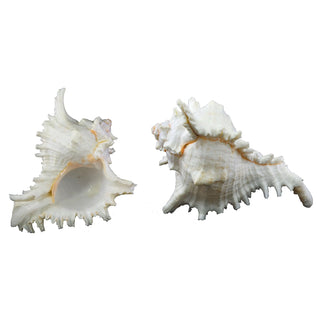 U.S. Shell Inc. Home, Multicolor, Modern