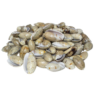U.S. Shell Inc. Food, 3 pounds