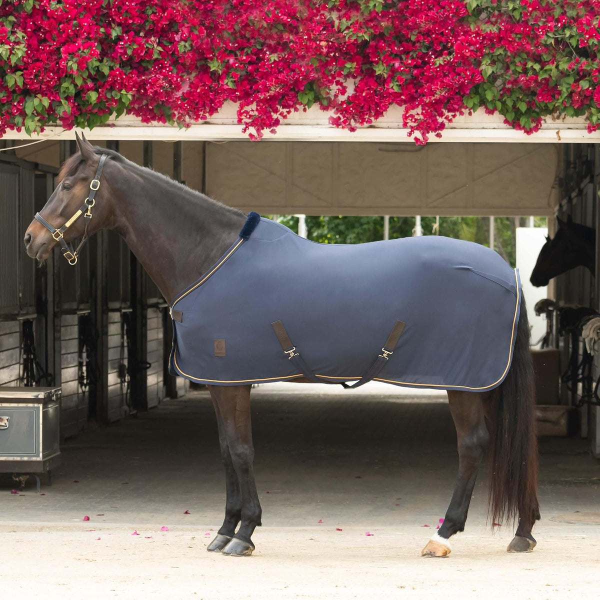 Equinavia Pet Apparel, 82 in, Navy
