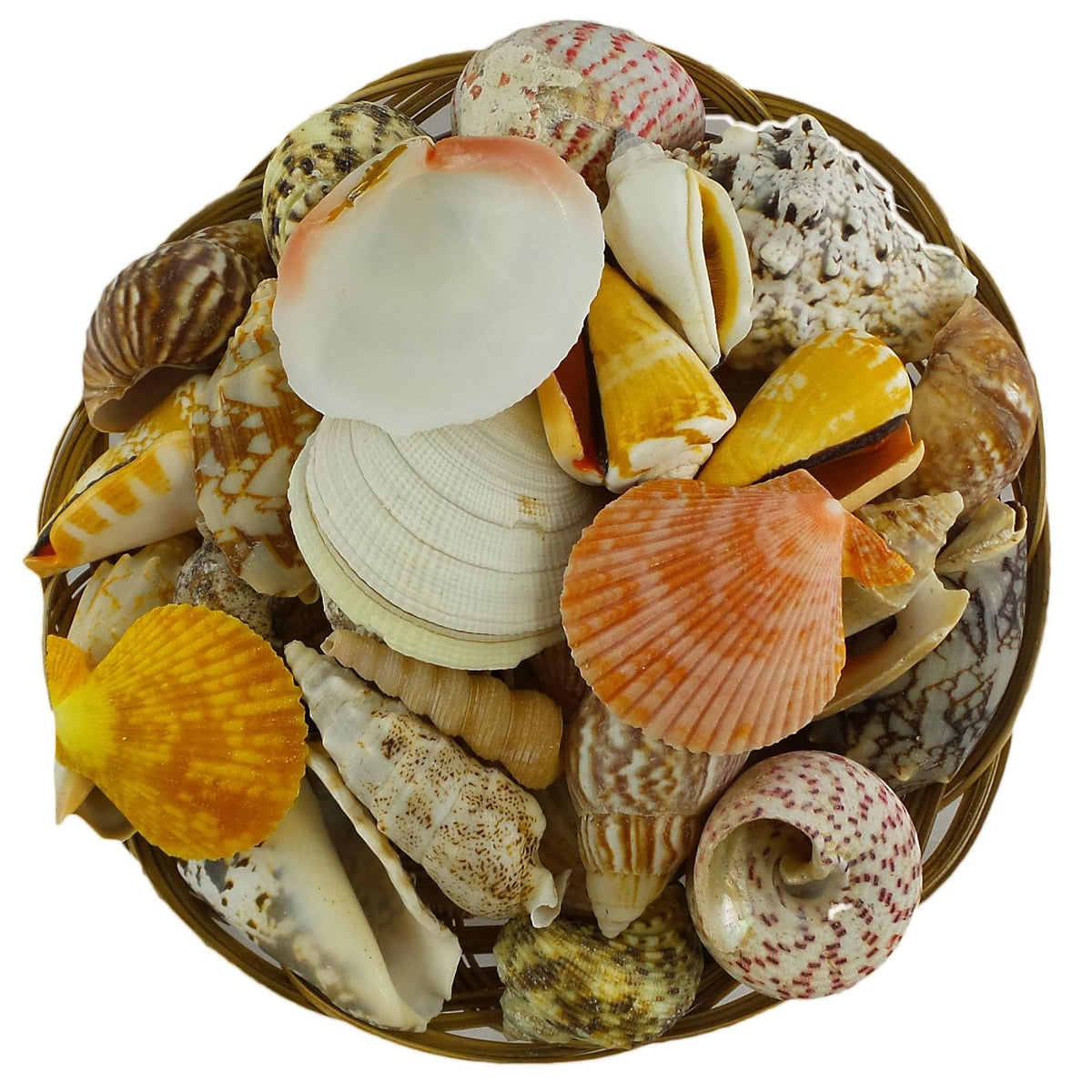 U.S. Shell Inc. Home, Multicolor