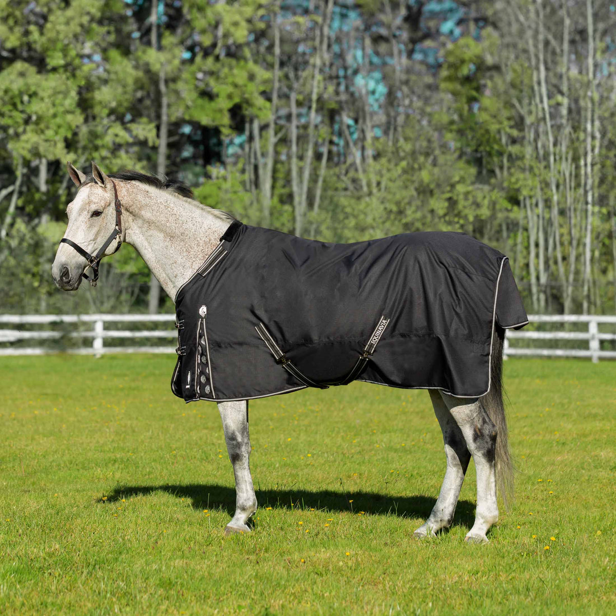 Equinavia Pet Apparel, 66 in, Black