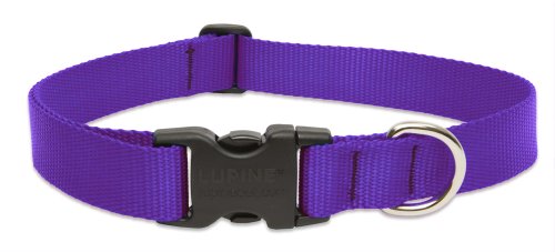 Lupine Pet Basics 1" Purple 25-31" Adjustable Collar for Extra Large Dogs