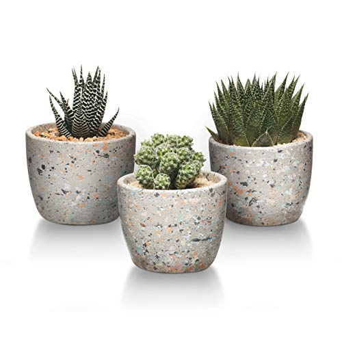 T4U 4 Inch Cement Succulent Pot, Concrete Planter Cactus Plant Herb Container for Gardening Home and Office Decoration Birthday Wedding Set of 3