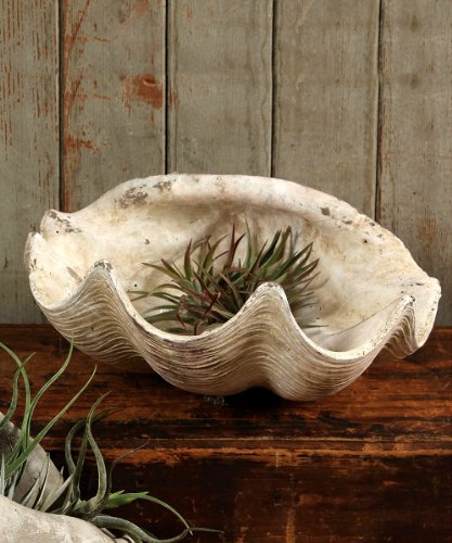 HomArt Cement Cast Clam Shell - Antique White