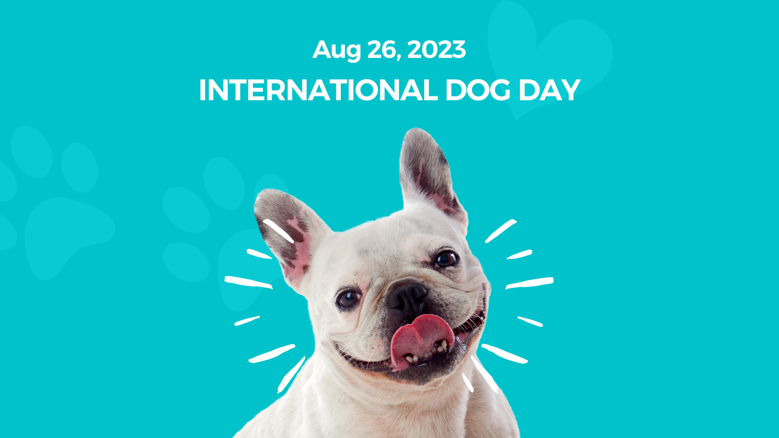 Celebrating International Dog Day Honoring Our FourLegged Friends