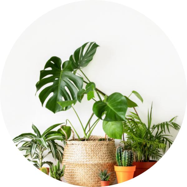Home & Garden