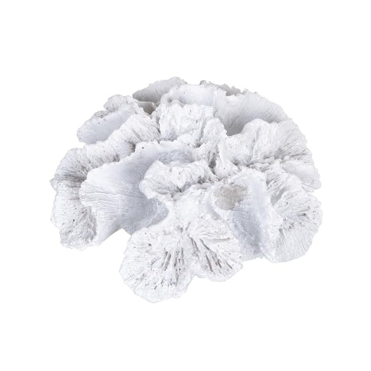 WHITE CORAL FIG