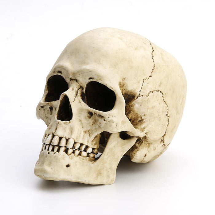 Unicorn Studio Veronese Design 6 1/4" Tall Human Skull with Motion Jaw Realistic Resin Sculpture