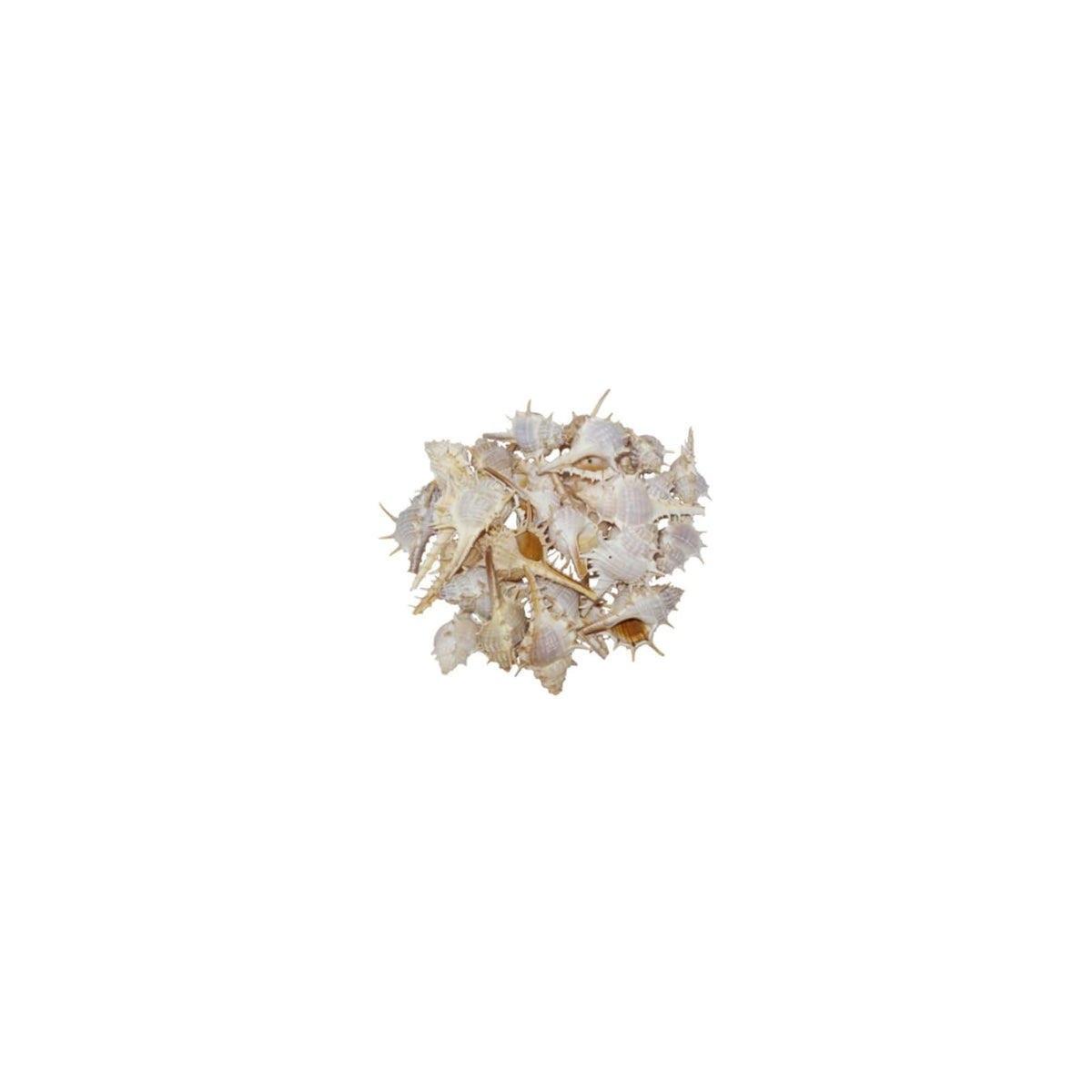 U.S. Shell Inc. Home, Off-white, Garden
