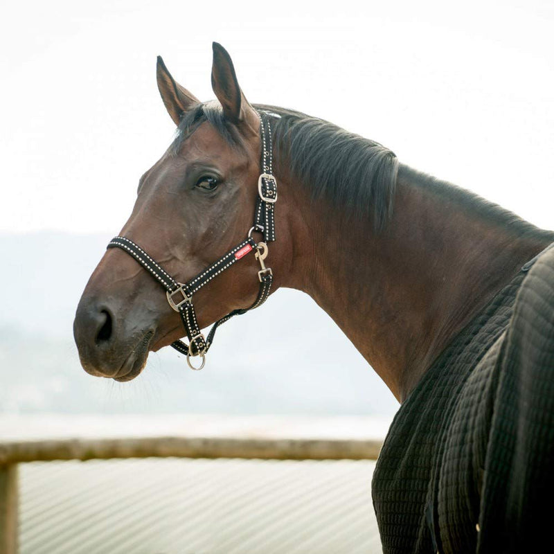 HORZE Cooper Halter with Lead Rope - Black - Horse