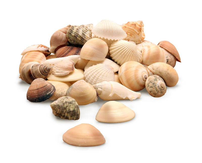 Hygloss Products Craft Shells – Mixed Bucket O&
