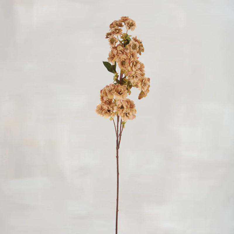 Pick - Cream Cherry Blossom