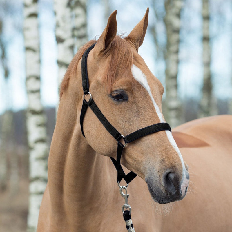 HORZE Halter with Lining - Black - Warmblood