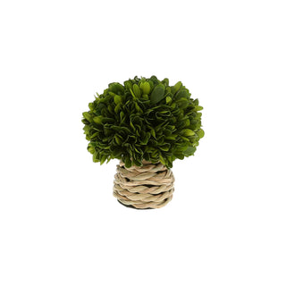 Pavilion Gift Company Artificial Plant, 6", Green, Beige