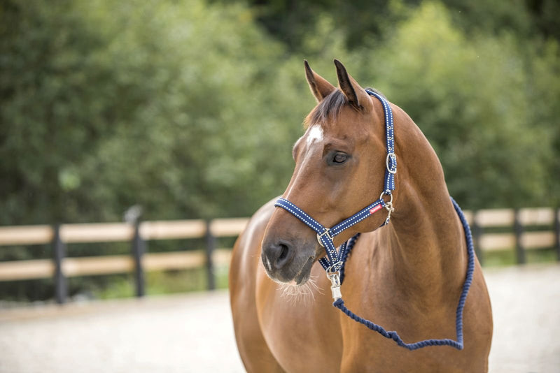 HORZE Cooper Halter with Lead Rope - Peacoat Dark Blue - Warmblood