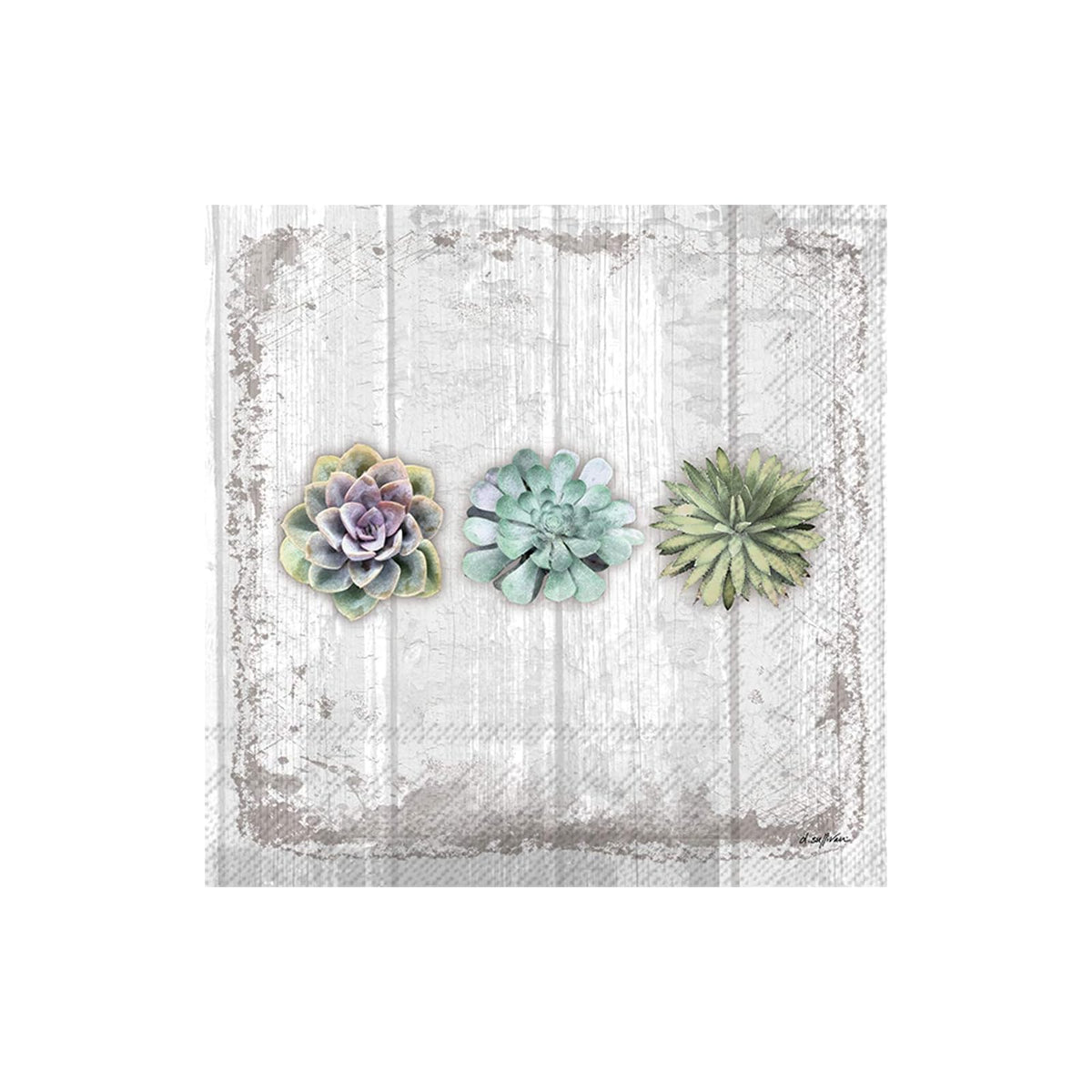 ihr SINCE 1977 Disposable Napkin, 5" x 5", Succulents Still Life