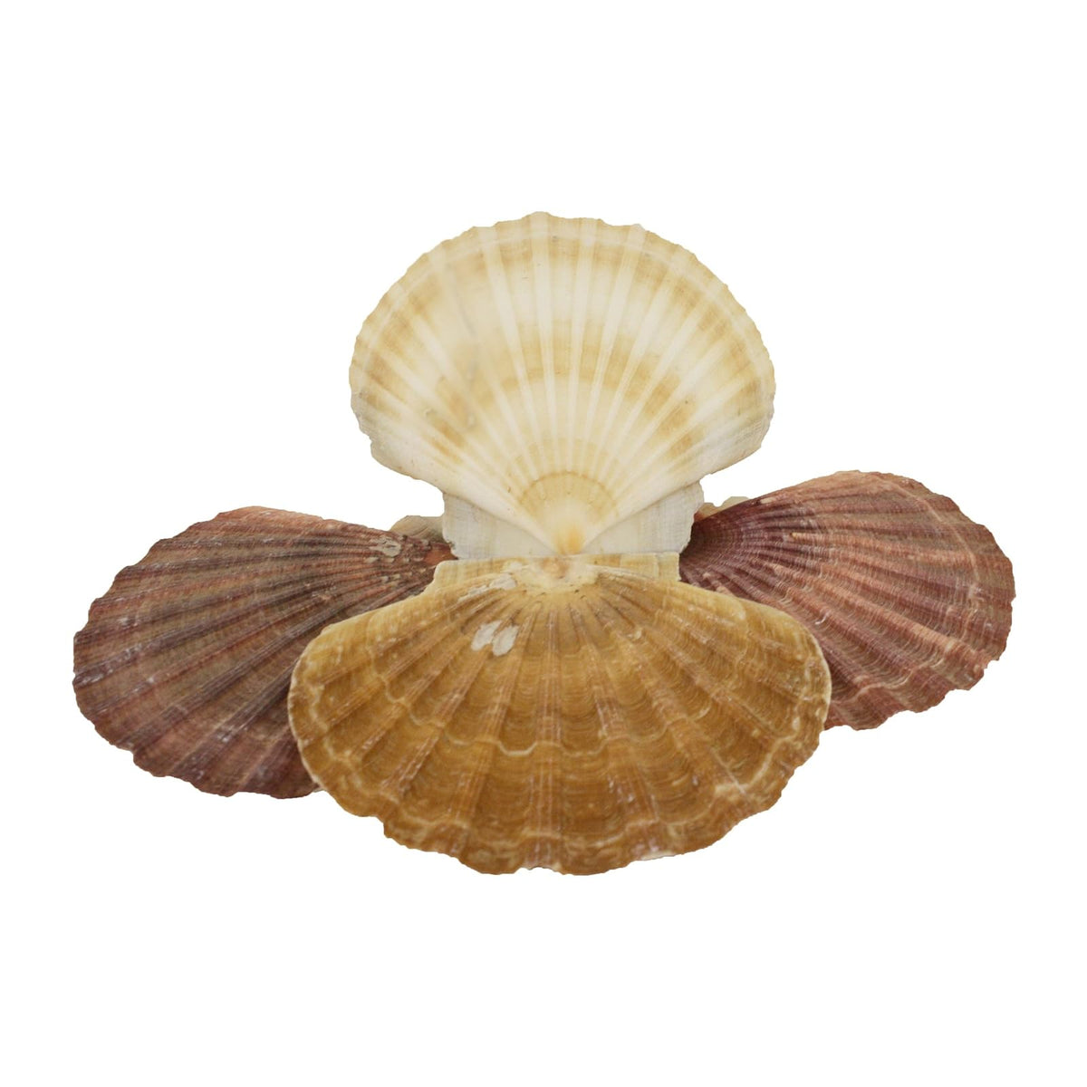 U.S. Shell Inc. Home, Multicolor
