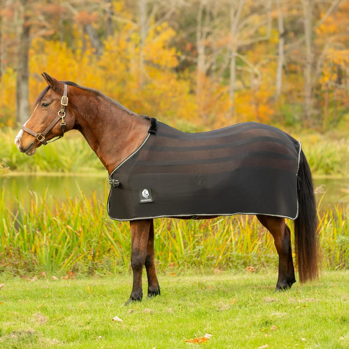 Equinavia Pet Apparel, S, Black
