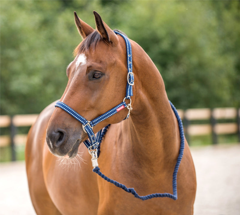 HORZE Cooper Halter with Lead Rope - Peacoat Dark Blue - Cob