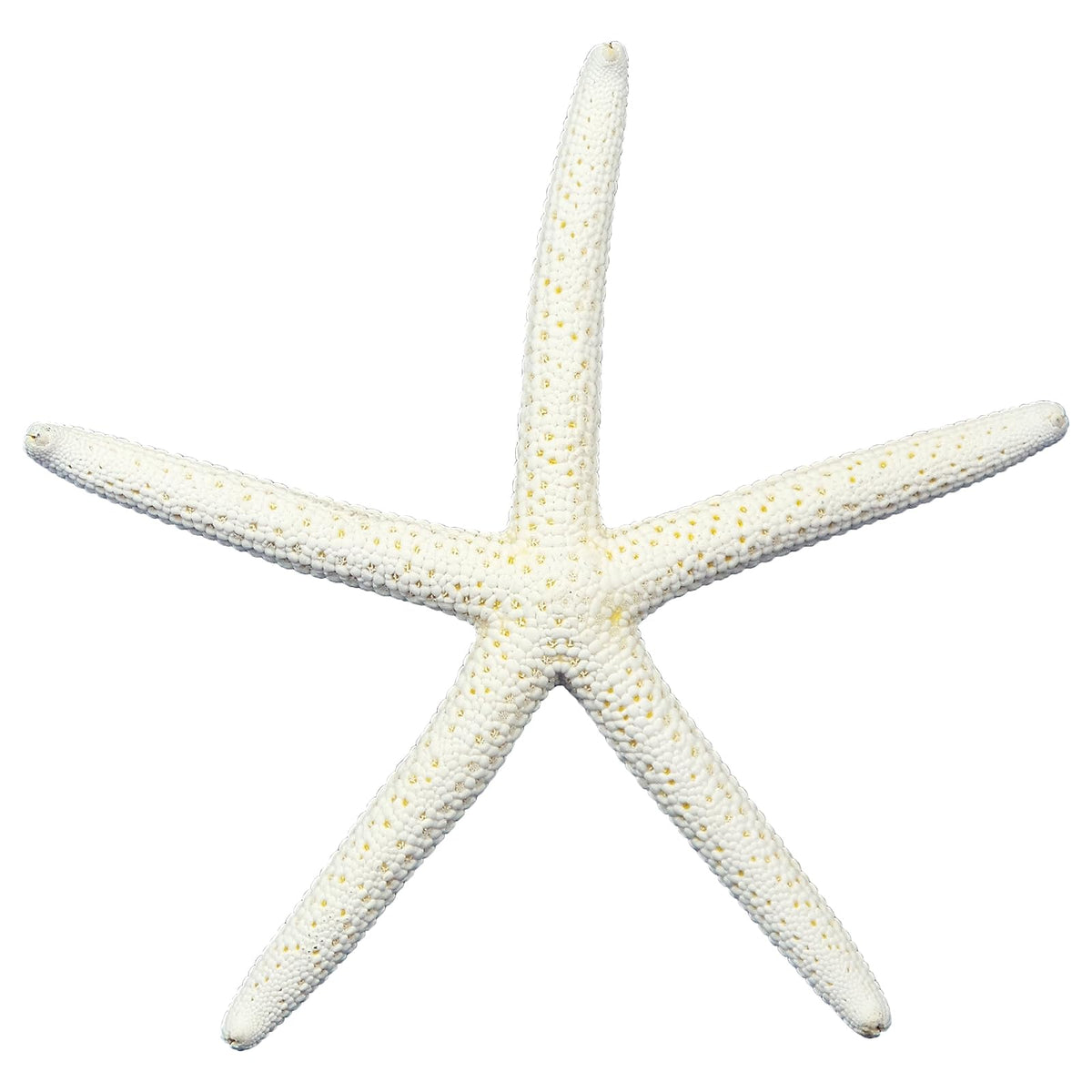U.S. Shell Inc. Home, 8-9", White