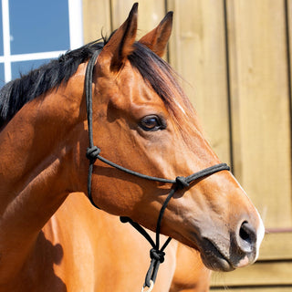 Equinavia Sporting Goods, Horse, Black