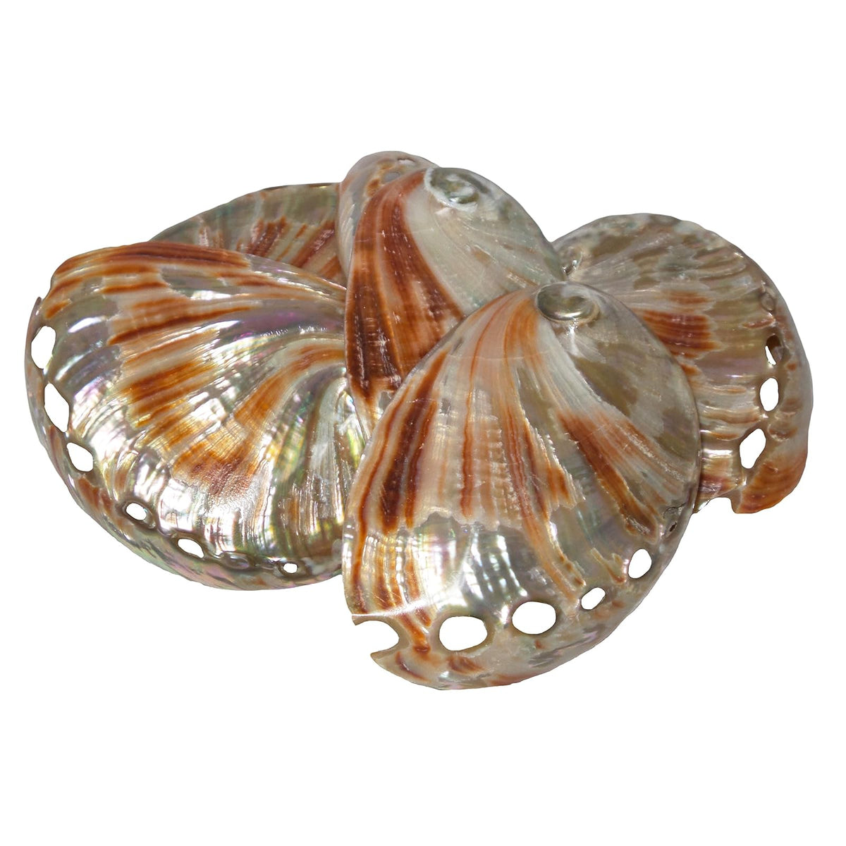 U.S. Shell Inc. Home