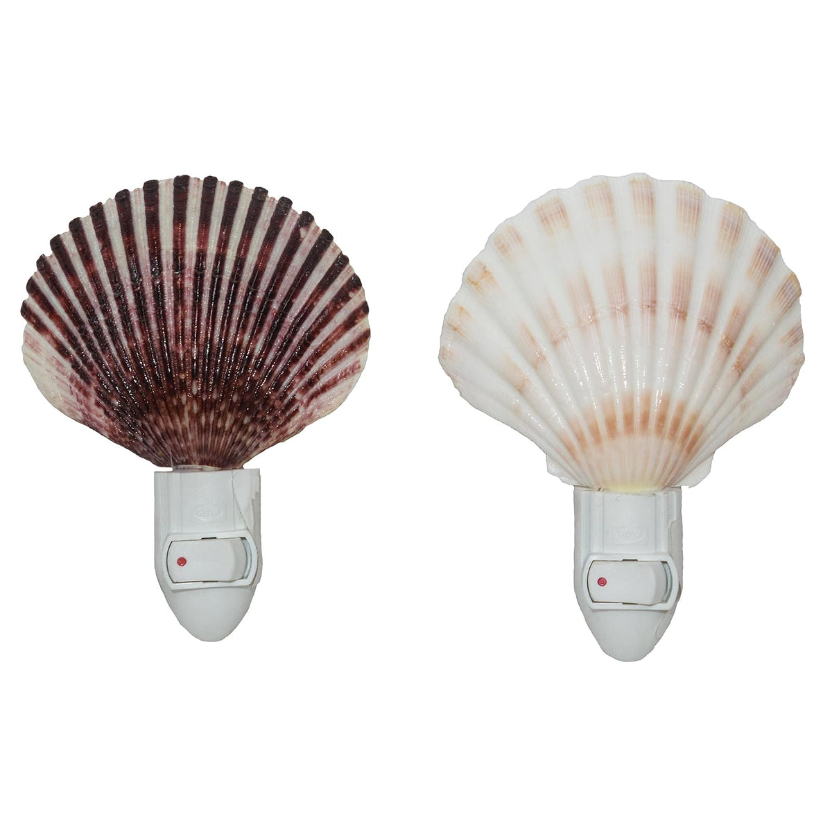 U.S. Shell Inc. Lamp, Clear, Coastal