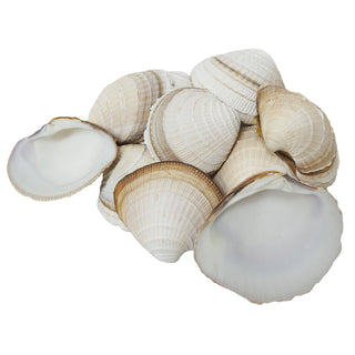U.S. Shell Inc. Home, Decor