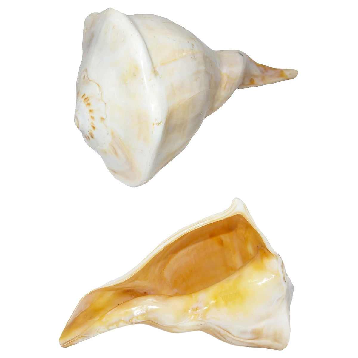 U.S. Shell Inc. Home