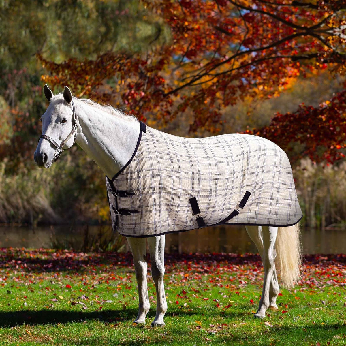 Equinavia Pet Apparel, 76 in, Natural/Blue