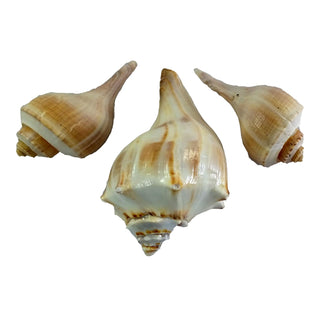U.S. Shell Inc. Home, Multicolor