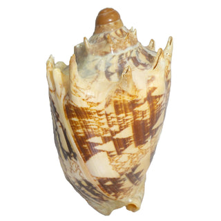 U.S. Shell Inc. Home, 4 to 5"