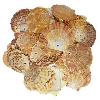 U.S. Shell Inc. String Light, Modern