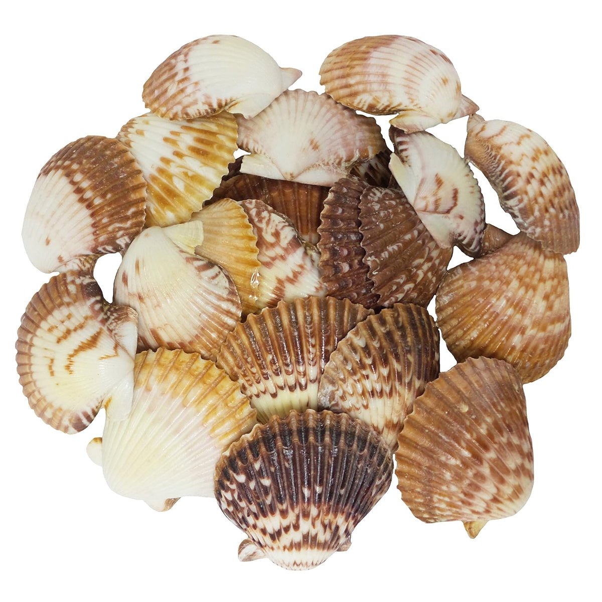 U.S. Shell Inc. Home