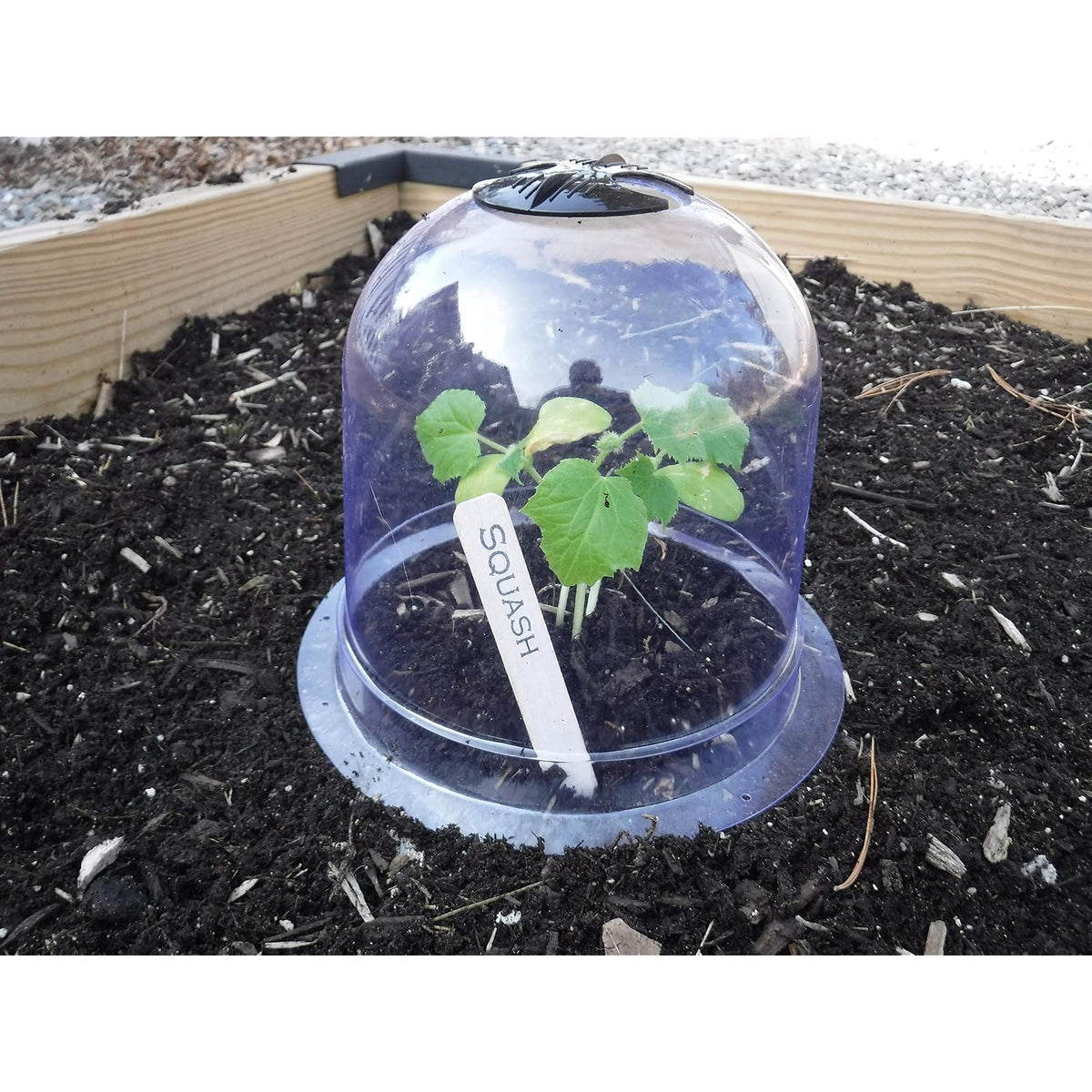 Gardinnovations Greenhouse, 7.87" Diameter x 6.69" Height, Clear