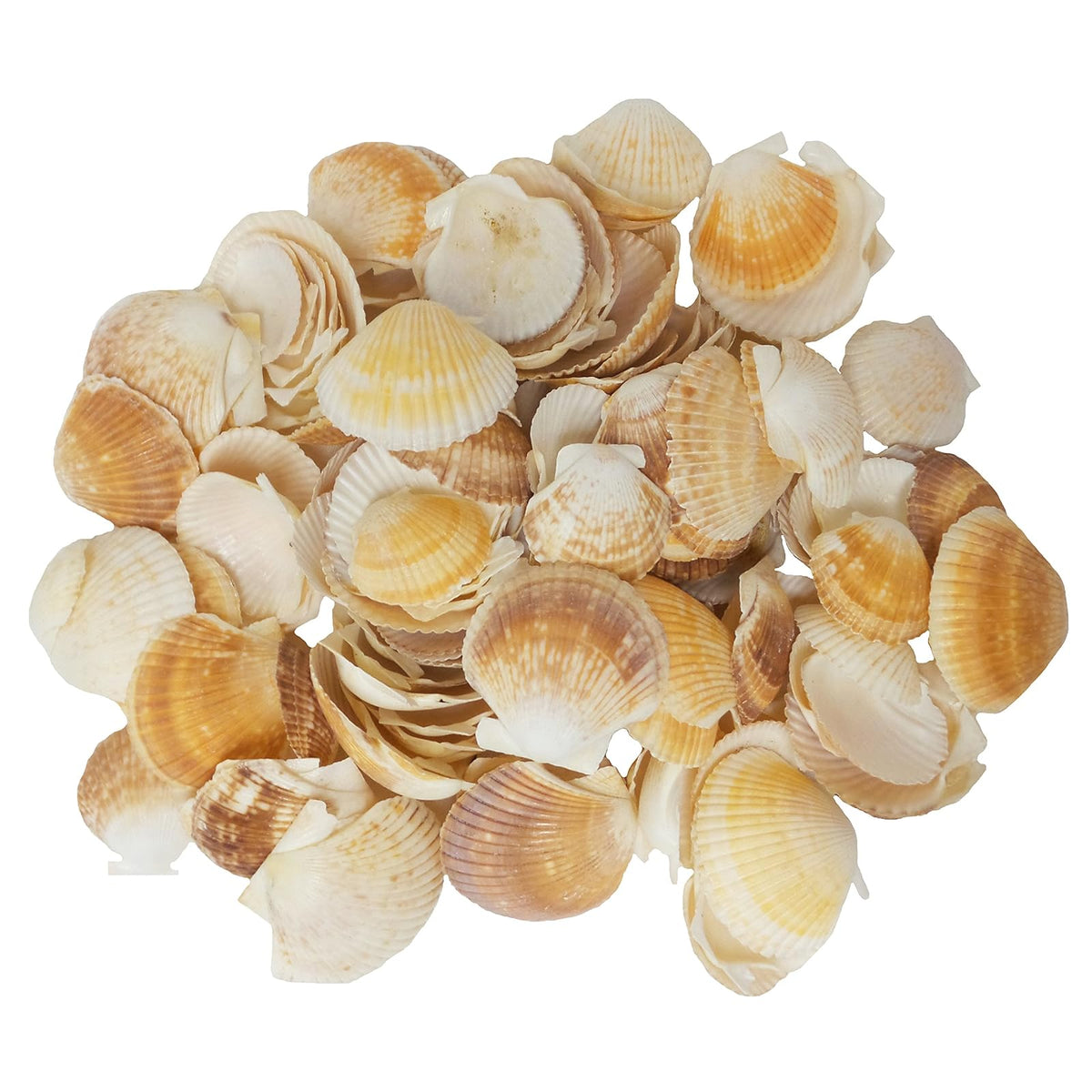 U.S. Shell Inc. Home