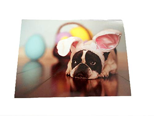 Design Design Easter Card SOME BUNNY CANT WAIT Boston Terrier Puppy Dog American Greeting Card
