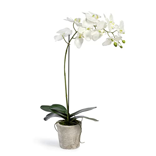 Park Hill Collection Phalaenopsis Orchid Plant in Concrete Pot Large
