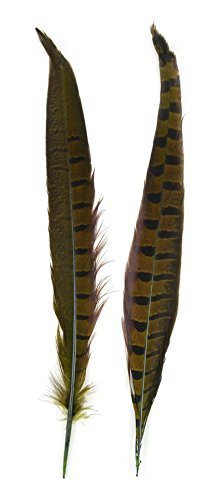 Midwest Design Touch of Nature 38453 Dyed Pheasant 2 Piece Feathers, 10-12", Dark Olive