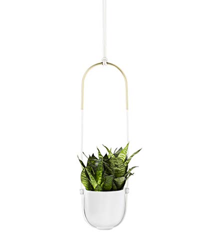 Umbra Bolo Hanging Planter, for Succulents and Other Small Plants, White