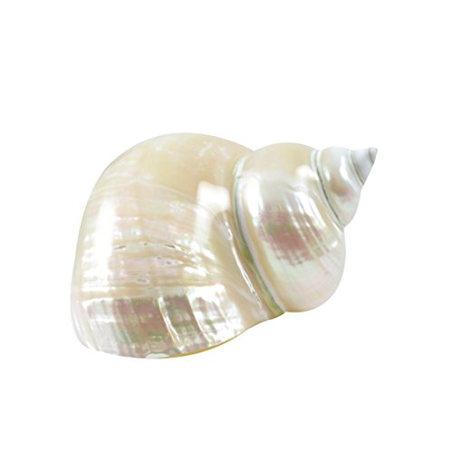 HS Seashells Jade Turbo Pearled Seashell 3-3.5