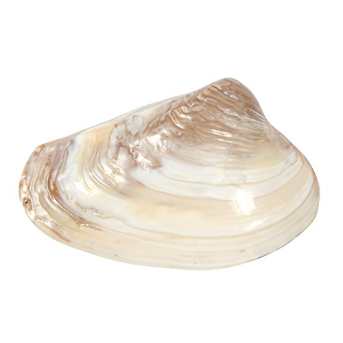 HS Seashells Pink Mussel Shell 8" Up, Craft Shells, Nautical Beach D√©cor