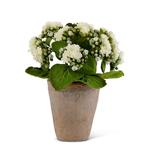 K&K Interiors 17210A-WH 9.5 Inch White Kalanchoe in Distressed Clay Pot