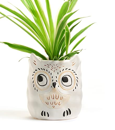 Giftcraft 717977 Owl Planter, 4.5-inch Height, Ceramic